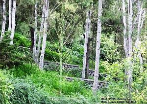 Pekin Jingshan 67